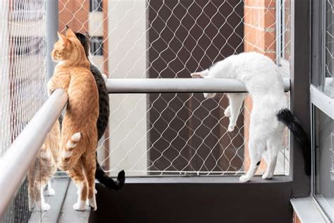 cat screen for balcony|cat proof balcony wall.